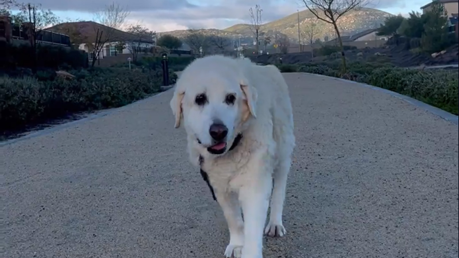 Walking with Jake, the 15-year-old lab